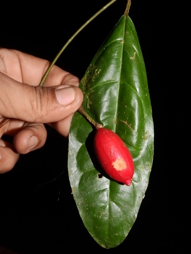 Gnetum nodiflorum