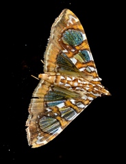 Glyphodes sibillalis image