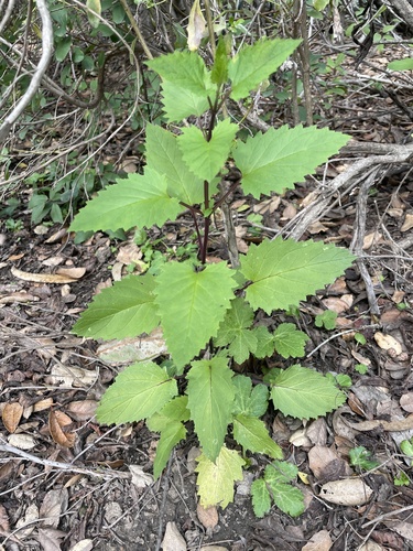California Figwort foliage