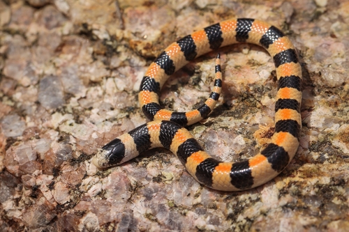 Banded Sand Snake