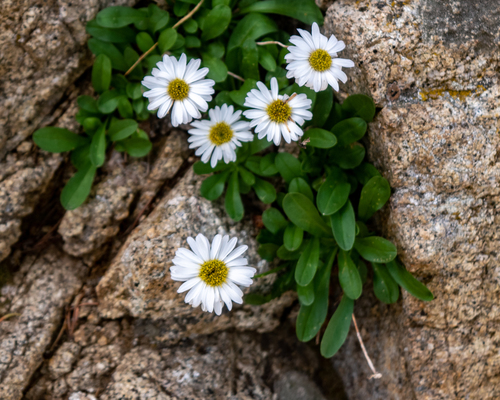 Garrett's fleabane (Erigeron garrettii)