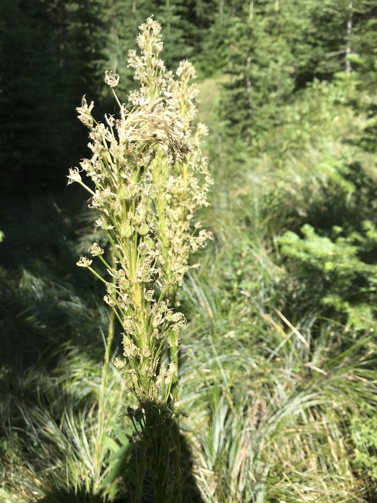 Woodland Beargrass (Nolina greenei) · iNaturalist