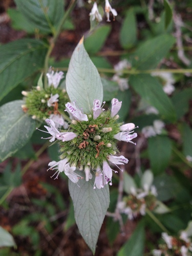 Beadle's mountainmint (Pycnanthemum beadlei)
