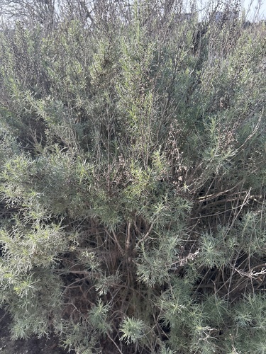 iNaturalist observation photo of California sagebrush