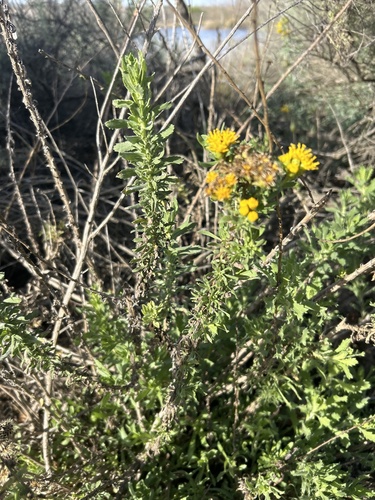 iNaturalist observation photo of Coastal Goldenbush