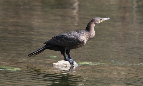 Neotropic Cormorant