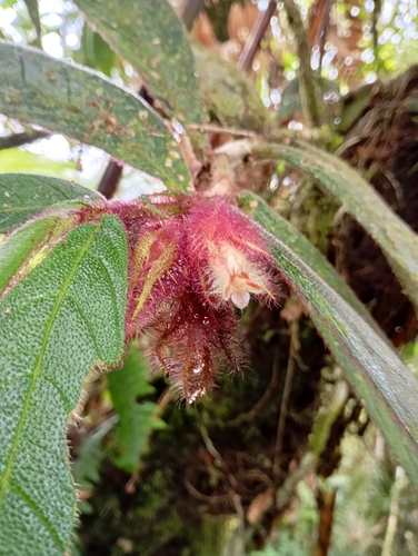 Columnea ampliata