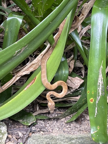 Coastal Carpet Python sighting