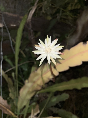 Epiphyllum phyllanthus phyllanthus
