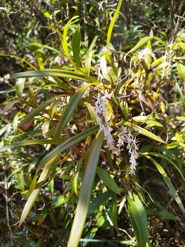 Coelogyne fusca