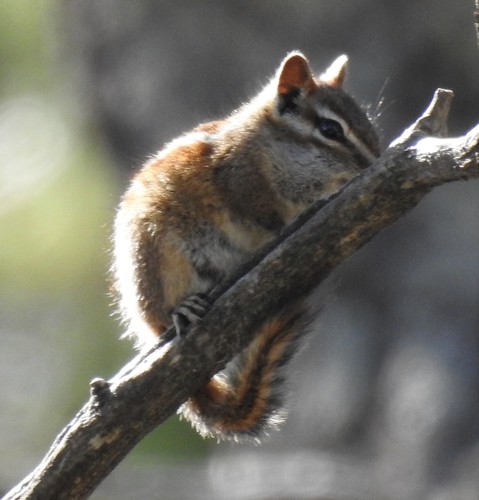 Sierra del Carmen Chipmunk