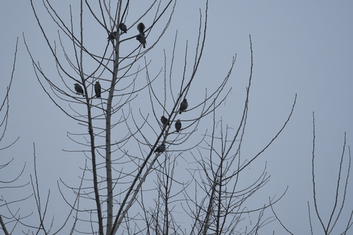 Red-billed Starling