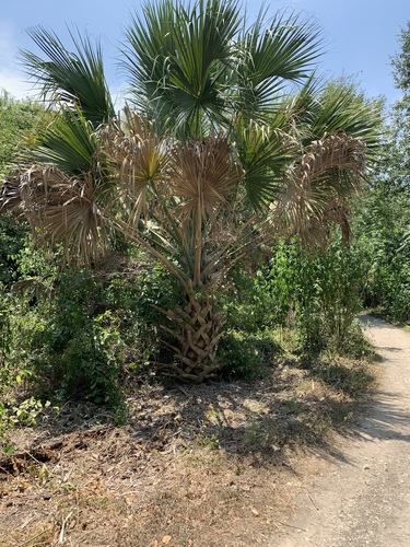 Mexican Palmetto