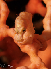 Pygmy Seahorse