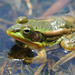 Golden Pond Frog - Photo (c) Kim, Hyun-tae, all rights reserved, uploaded by Kim, Hyun-tae