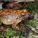 Huanren Frog - Photo (c) Kim, Hyun-tae, all rights reserved, uploaded by Kim, Hyun-tae