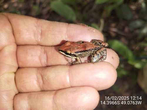Mustached Frog
