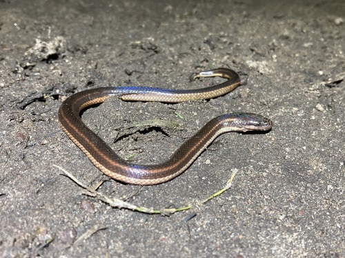 Macleay's Water Snake sighting