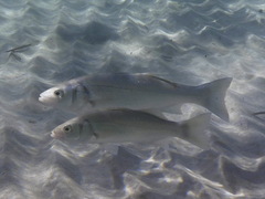 European seabass