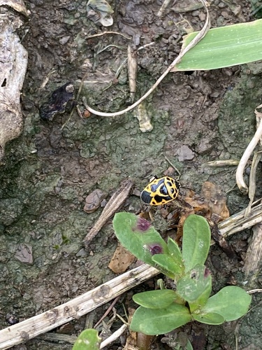 Painted bug