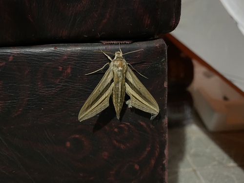 White-banded Hunter Hawkmoth