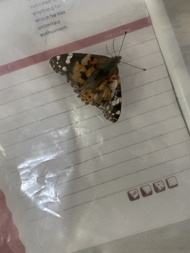 Painted Lady
