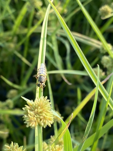Odontomyia garatas