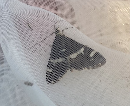 Hawaiian Beet Webworm Moth