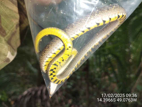 Royal Ground Snake