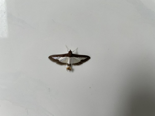 Cucumber Moth