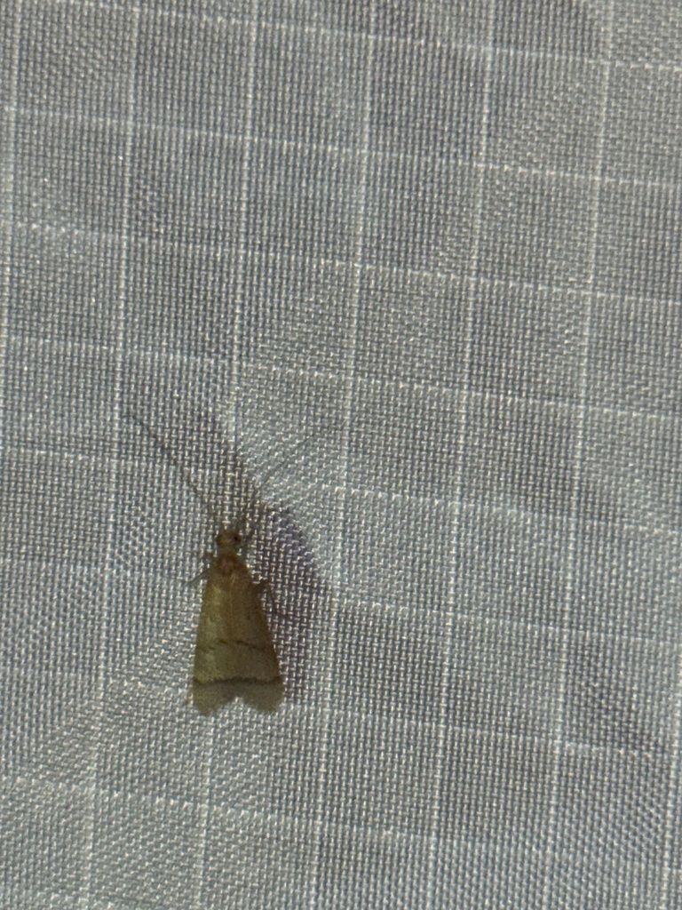 Winged and Once-winged Insects from Mera, Pastaza, EC on January 18 ...