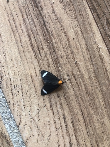 Hyalurga chthonophyle (Hyalurga chthonophyle)