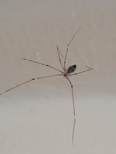 Tailed Cellar Spider
