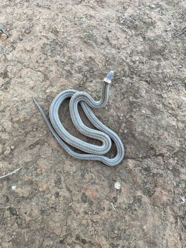 Liophidium therezieni