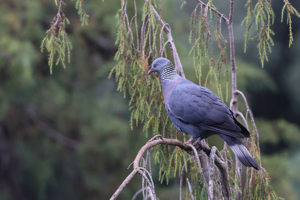 Trocaz Pigeon (Columba trocaz)