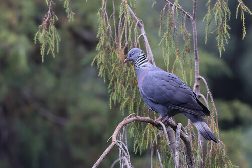 Trocaz Pigeon