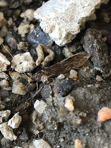 Detritus Moth