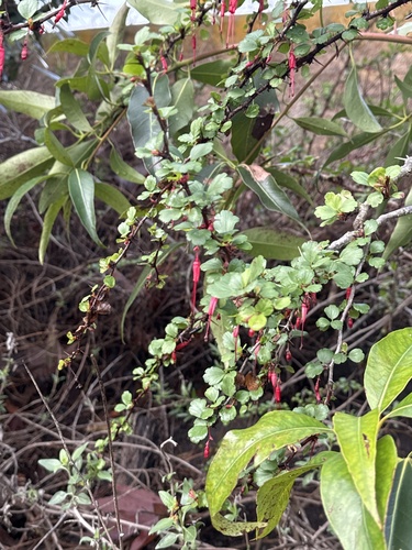 iNaturalist observation photo of Fuchsiaflower Gooseberry