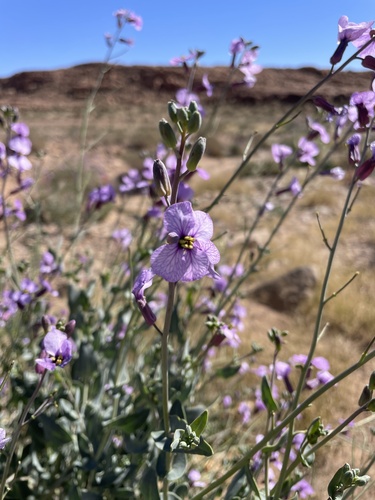 Violet Cabbage