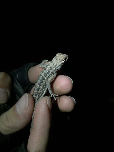 Western Earless Lizard