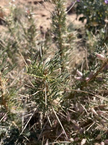 Astragalus armatus armatus