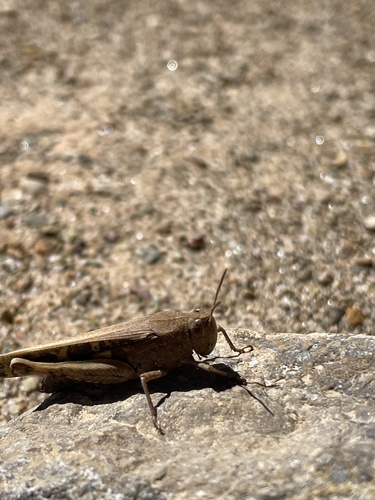 Broad Green-winged Grasshopper