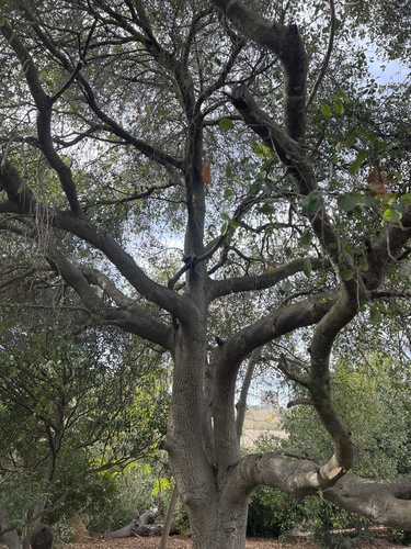 iNaturalist observation photo of coast live oak