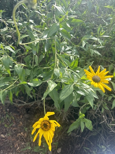 iNaturalist observation photo of California brittlebush