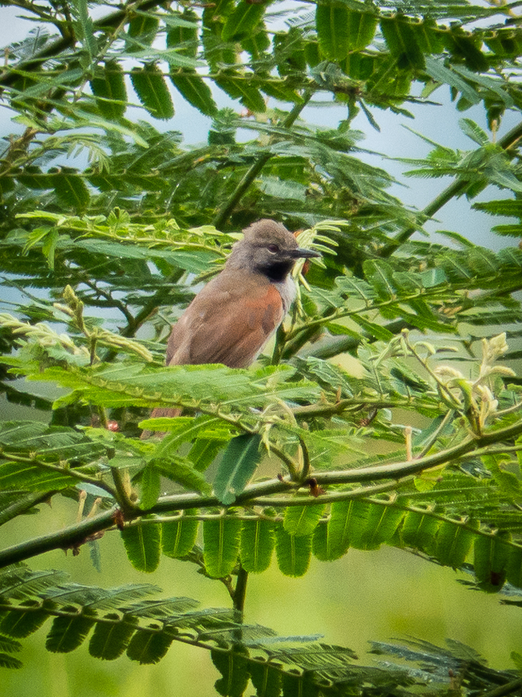 White-bellied Spinetail (Mazaria propinqua) photo