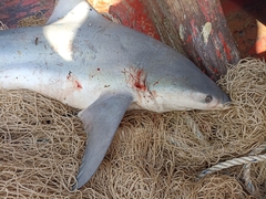 Bull Shark