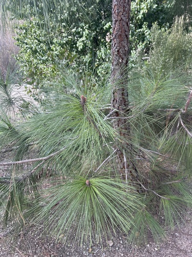 iNaturalist observation photo of Canary Island pine