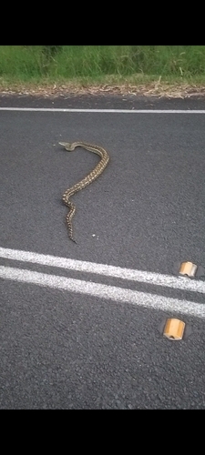Coastal Carpet Python sighting