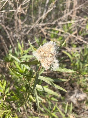 iNaturalist observation photo of mule fat