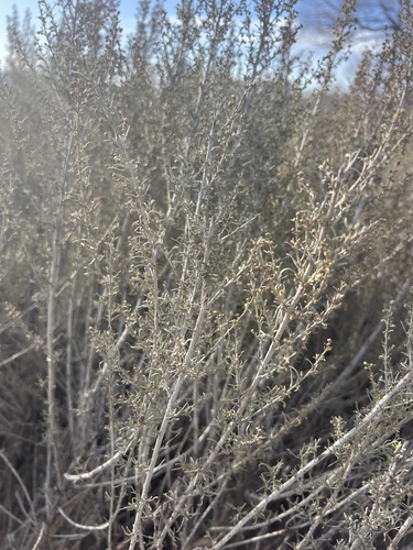 iNaturalist observation photo of California sagebrush